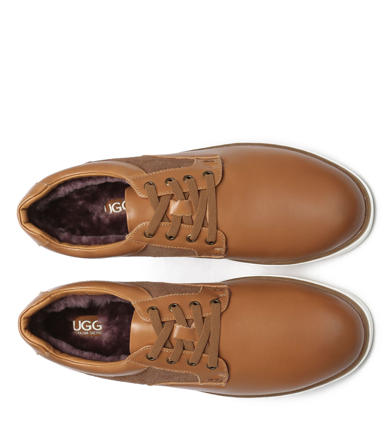 Australian Shepherd Daniel Men&