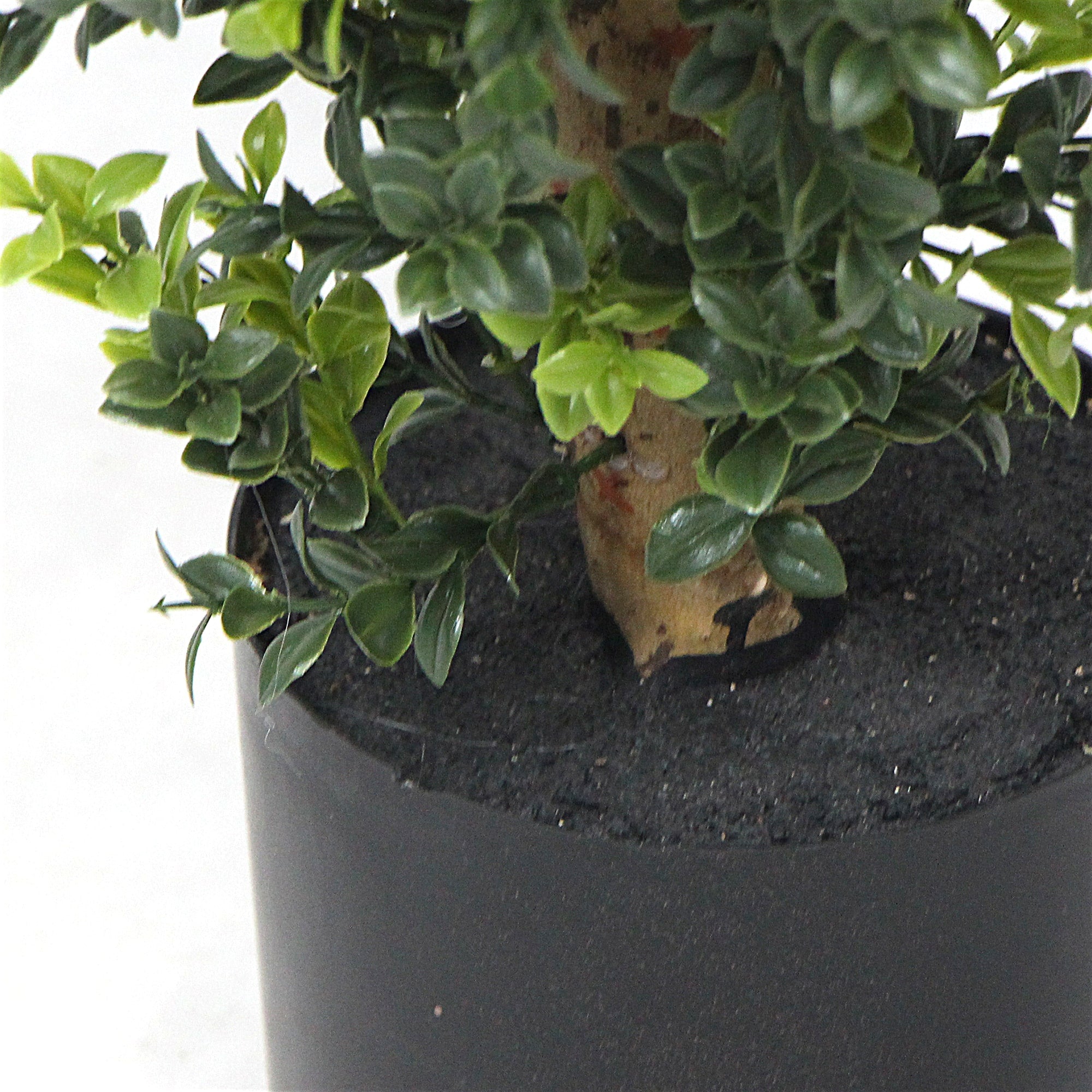 Artificial Potted Topiary Tree 120cm UV Resistant-Home & Garden > Artificial Plants-PEROZ Accessories