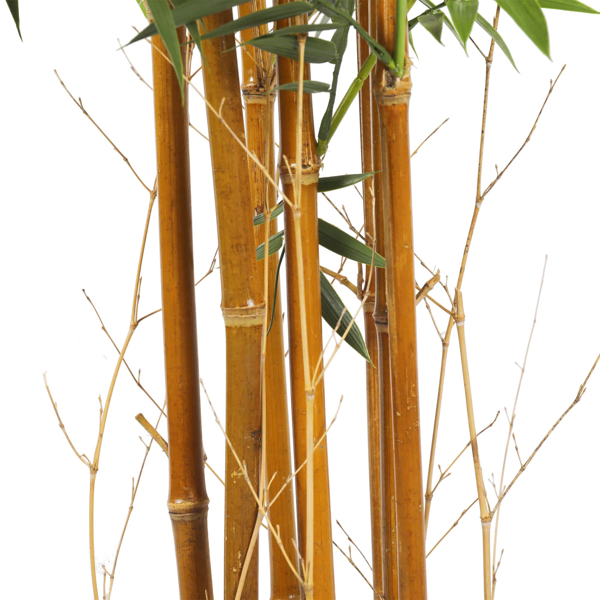 Premium Natural Cane Artificial Bamboo (UV Resistant) 180cm-Home & Garden > Artificial Plants-PEROZ Accessories