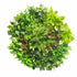 Artificial Green Wall Disk Art 80cm - Mixed Fern-Home & Garden > Artificial Plants-PEROZ Accessories