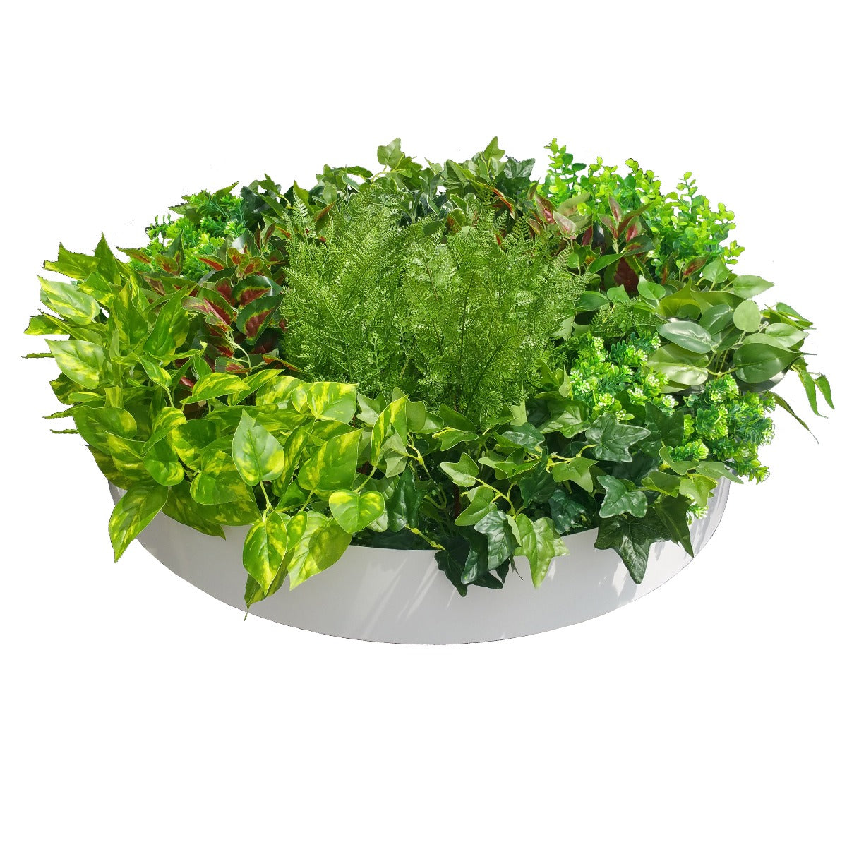 Artificial Green Wall Disc Art 80cm Mixed Fern (Fresh White)-Home &amp; Garden &gt; Artificial Plants-PEROZ Accessories