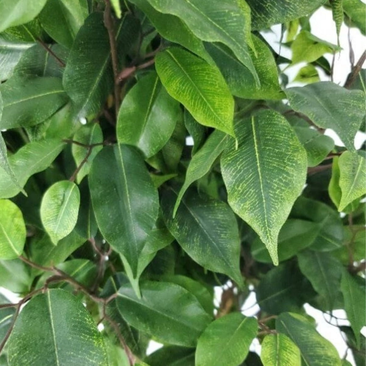Artificial Potted Ficus Tree 160cm-Home &amp; Garden &gt; Artificial Plants-PEROZ Accessories