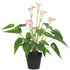 Artificial Flowering White & Pink Peace Lily / Calla Lily Plant 50cm-Home & Garden > Artificial Plants-PEROZ Accessories