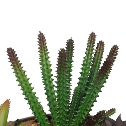 Potted Artificial Succulents with Round Decorative Bowl 19cm-Home &amp; Garden &gt; Artificial Plants-PEROZ Accessories