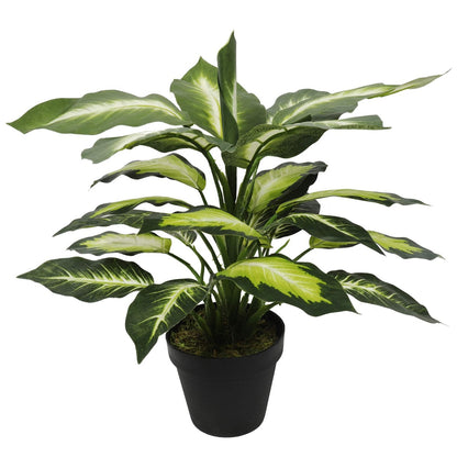 Leopard Lily (Dieffenbachia) with Pot 40cm-Home &amp; Garden &gt; Artificial Plants-PEROZ Accessories