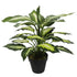 Leopard Lily (Dieffenbachia) with Pot 40cm-Home & Garden > Artificial Plants-PEROZ Accessories