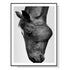 50cmx70cm Modern Black Horse Black Frame Canvas Wall Art-Home & Garden > Wall Art-PEROZ Accessories