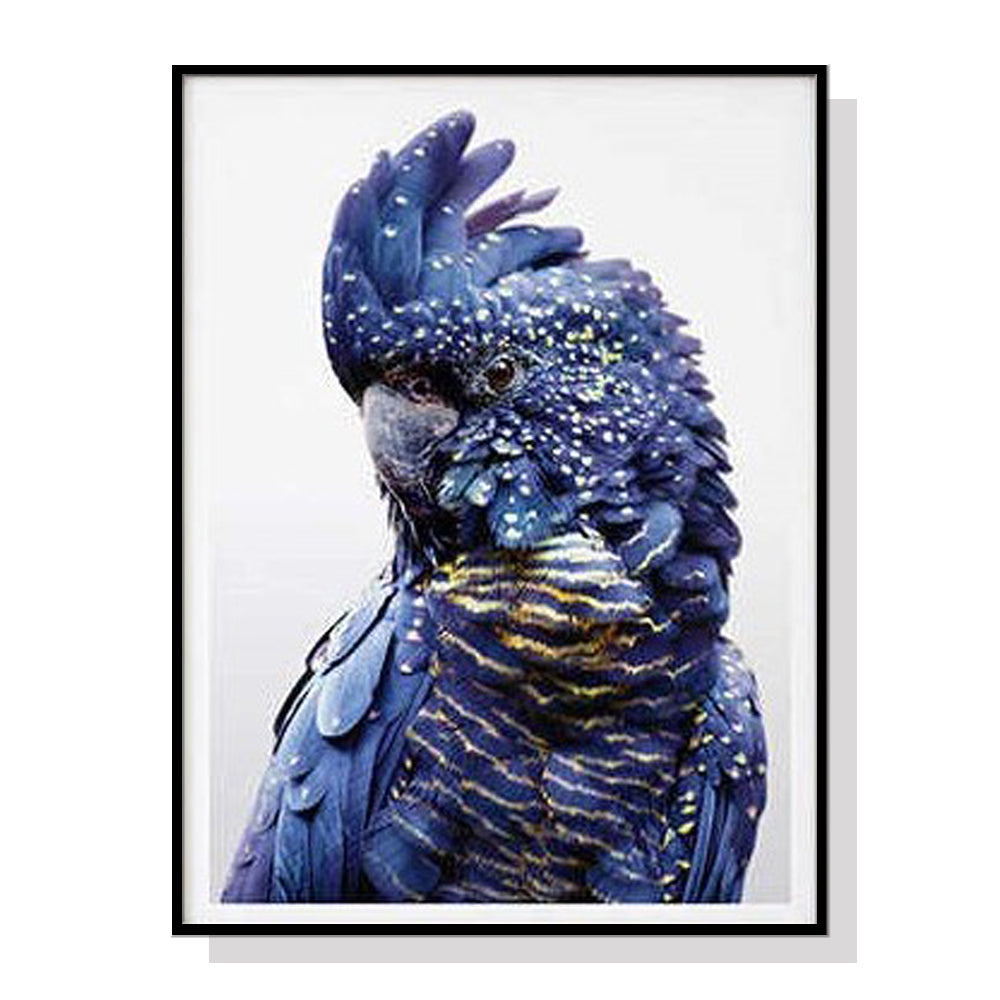 50cmx70cm Black Cockatoo A Black Frame Canvas Wall Art-Home & Garden > Wall Art-PEROZ Accessories