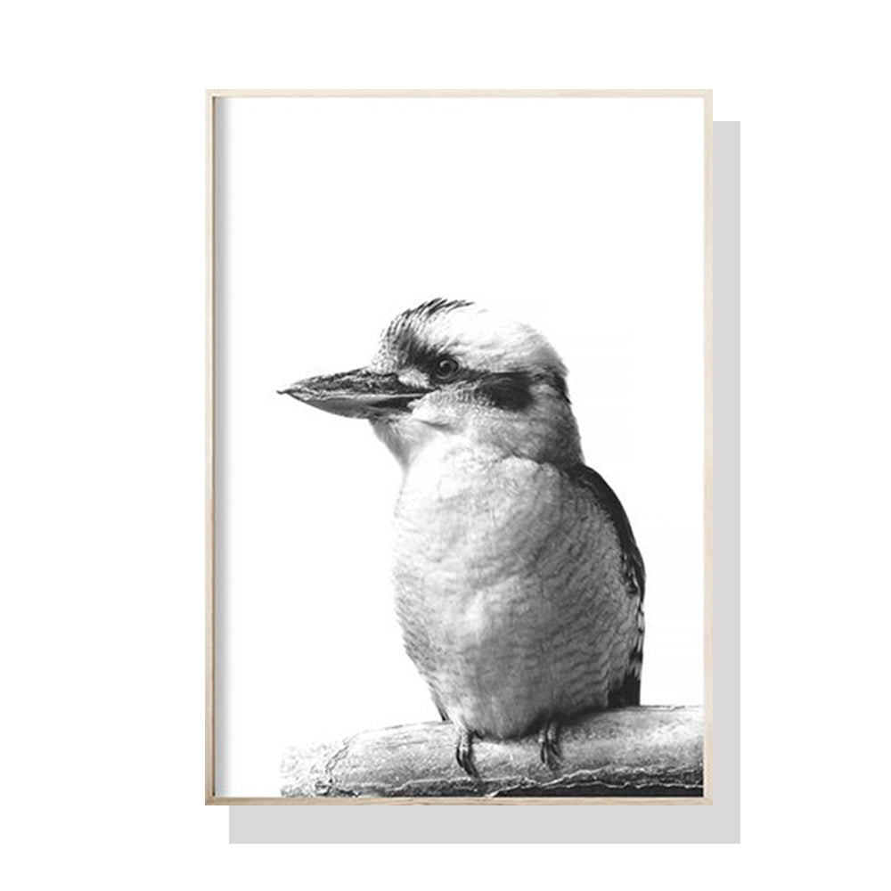 70cmx100cm Kookaburra Black Frame Canvas Wall Art-Home &amp; Garden &gt; Wall Art-PEROZ Accessories