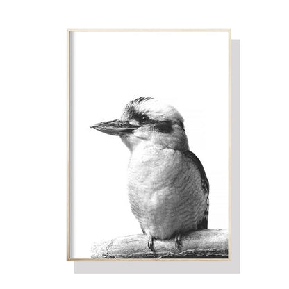 70cmx100cm Kookaburra Black Frame Canvas Wall Art-Home &amp; Garden &gt; Wall Art-PEROZ Accessories