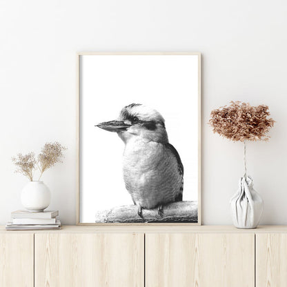 70cmx100cm Kookaburra Black Frame Canvas Wall Art-Home &amp; Garden &gt; Wall Art-PEROZ Accessories
