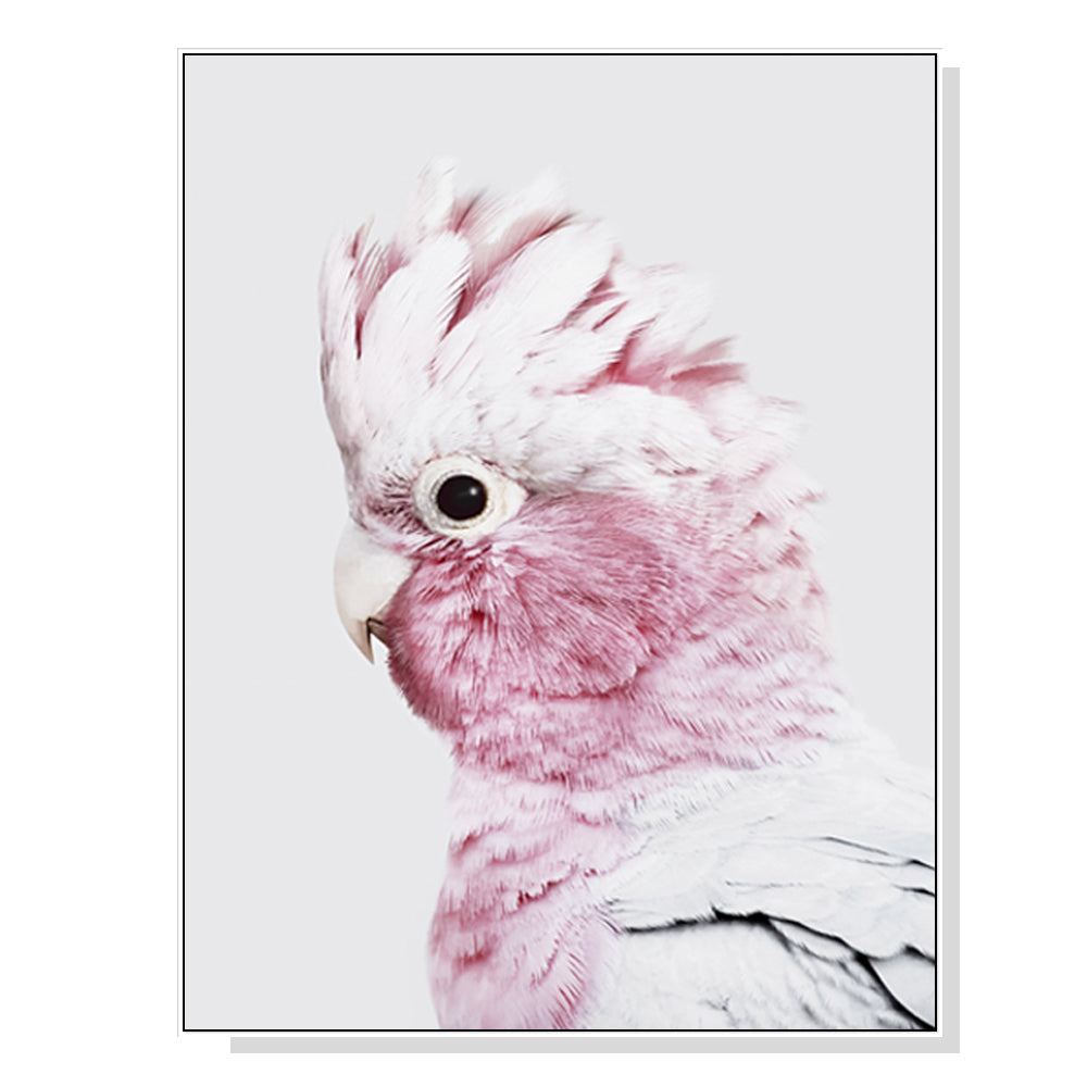 80cmx120cm Pink Galah White Frame Canvas Wall Art-Home &amp; Garden &gt; Wall Art-PEROZ Accessories