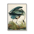 60cmx90cm Great Blue Heron By John James Audubon Black Frame Canvas Wall Art-Home & Garden > Wall Art-PEROZ Accessories