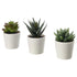 3 Pack of Artificial Succulent Potted Plants in White Plastic 6cm Pot Interior Decoration-Home & Garden > Artificial Plants-PEROZ Accessories