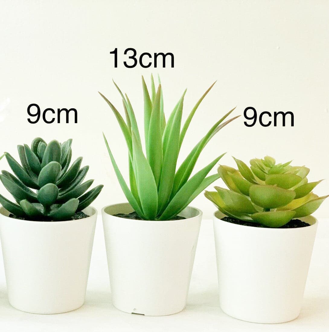 3 Pack of Artificial Succulent Potted Plants in White Plastic 6cm Pot Interior Decoration-Home &amp; Garden &gt; Artificial Plants-PEROZ Accessories