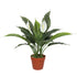 Artificial Spathiphyllum Peace Lily Plant with White Flowers 60cm-Home & Garden > Artificial Plants-PEROZ Accessories