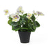 Mixed White Flowering Potted Artificial Pansy Plants 25cm-Home & Garden > Artificial Plants-PEROZ Accessories