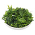 Flowering White Artificial Green Wall Disc UV Resistant 100cm (White Frame)-Home & Garden > Artificial Plants-PEROZ Accessories