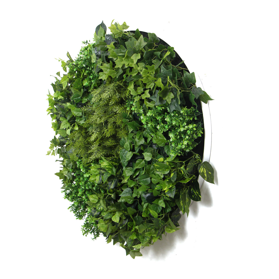 Slimline Artificial Green Wall Disc Art 80cm Mixed Green Fern &amp; Ivy (White)-Home &amp; Garden &gt; Artificial Plants-PEROZ Accessories