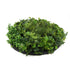 Slimline Artificial Green Wall Disc Art 80cm Mixed Green Fern & Ivy (Modern Black)-Home & Garden > Artificial Plants-PEROZ Accessories