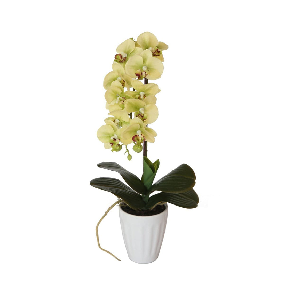 40cm Butterfly Orchid- Cream-Home &amp; Garden &gt; Artificial Plants-PEROZ Accessories