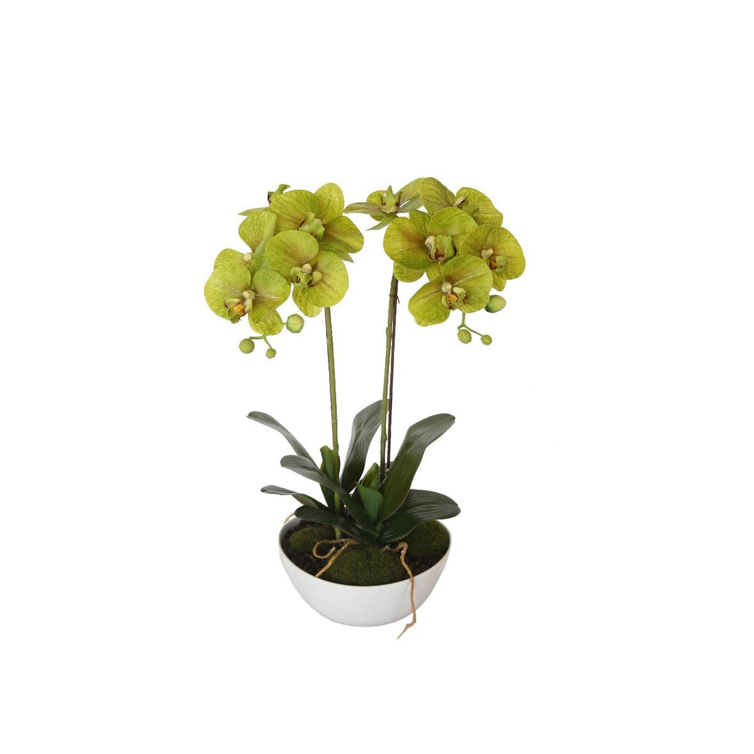 50cm Dual Butterfly Orchid - Cream-Home &amp; Garden &gt; Artificial Plants-PEROZ Accessories