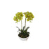 50cm Dual Butterfly Orchid - Cream-Home & Garden > Artificial Plants-PEROZ Accessories