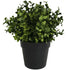 Small Potted Artificial Buxus Plant UV Resistant 20cm-Home & Garden > Artificial Plants-PEROZ Accessories