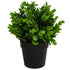 Small Potted Artificial Peperomia Plant UV Resistant 20cm-Home & Garden > Artificial Plants-PEROZ Accessories