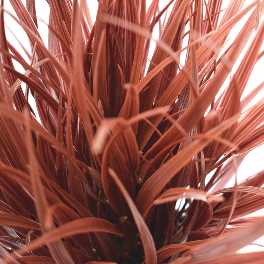 Artificial Ornamental Potted Dense Burgundy Grass 38 cm-Home &amp; Garden &gt; Artificial Plants-PEROZ Accessories